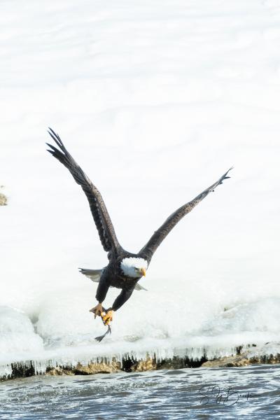 Eagles Along the Mississippi