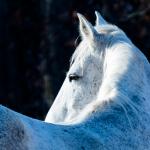 Wild Horses of Missouri