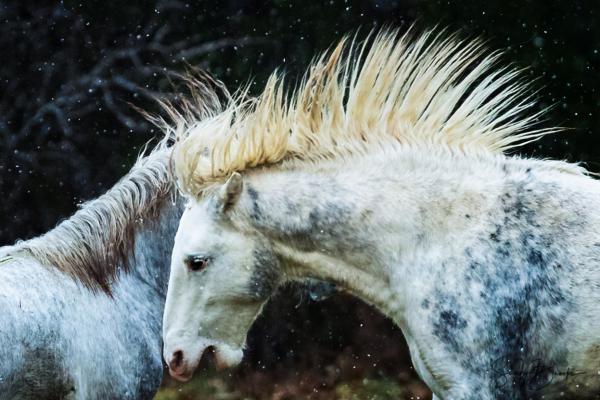 Wild Horse Wild Mane picture