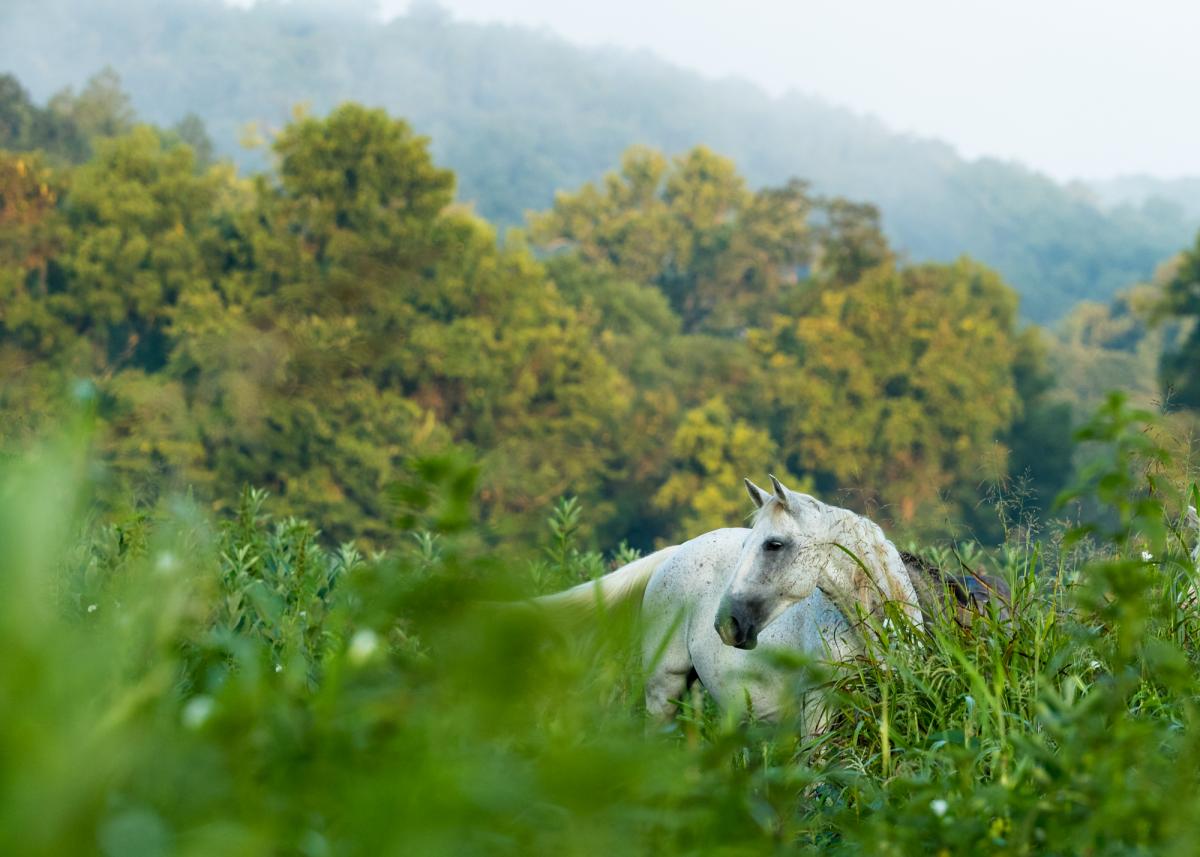 Wild Horse Photography Classes picture