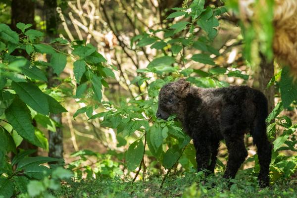 Baby Coo