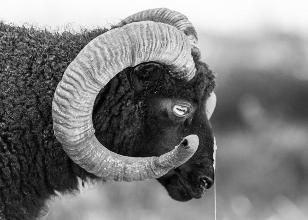 Shetland Sheep Profile