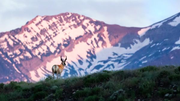 Pronghorn in Tetons