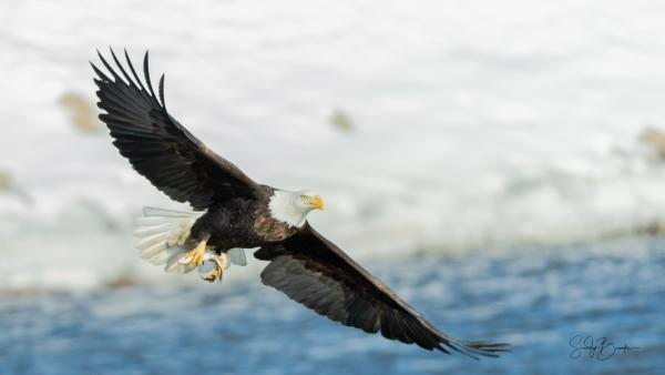 Eagles Along the Mississippi