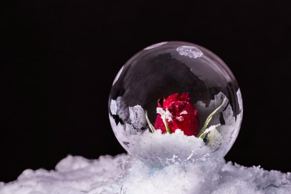 Frozen Bubble with Rose picture