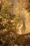 Wild Horses of Missouri-Patronus