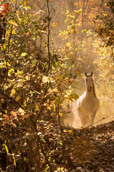 Wild Horses of Missouri-Patronus picture