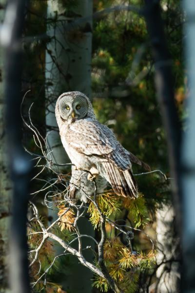 Great Grey Owl picture