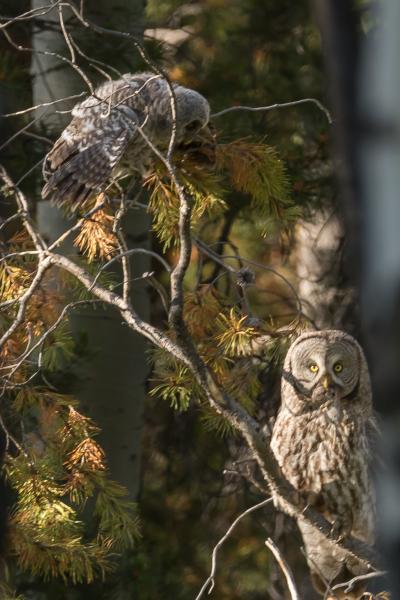 Great Grey Owl Mom and Baby