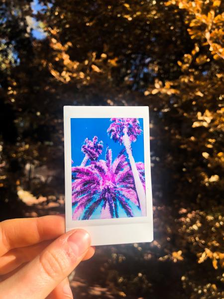 Polaroid Infrared Print- Three Pack picture