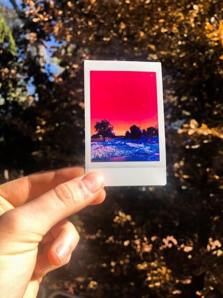 Polaroid Infrared Print- Two Prints picture
