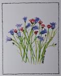 Corn Flowers 5 cards w/envelopes