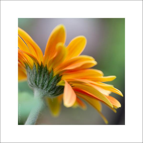 Under Daisy 16x16 picture