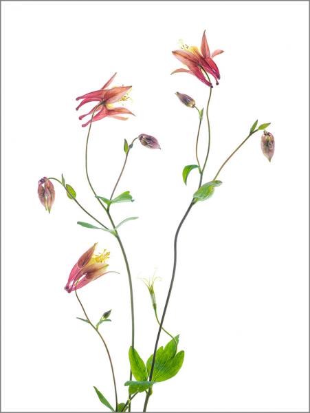 Wild Columbine 18x24