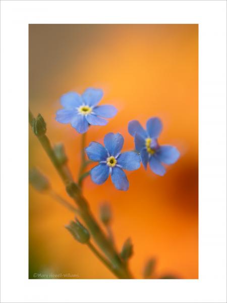 Forget Me Not Ever  12x16 picture