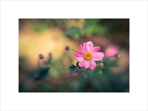 September Anenome 12 x16 picture