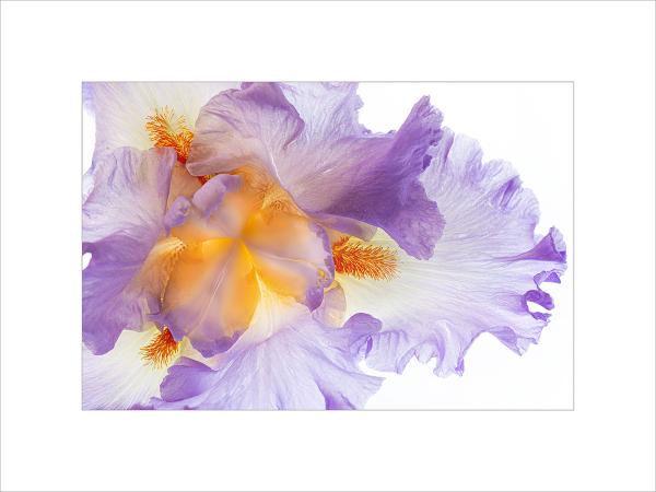 Iris, Light  16x20 picture