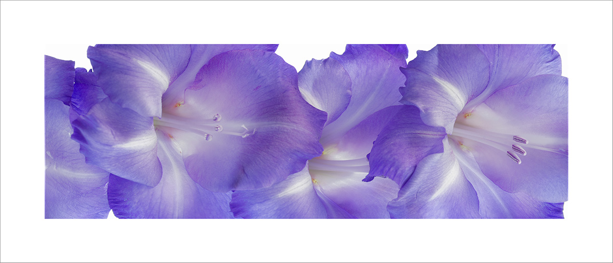 Purple Gladiolus panoramic 12x28 picture