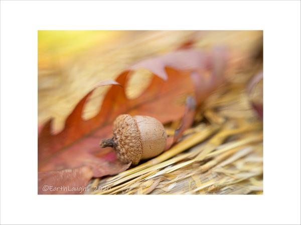 Roll-away Acorn  12x16 picture