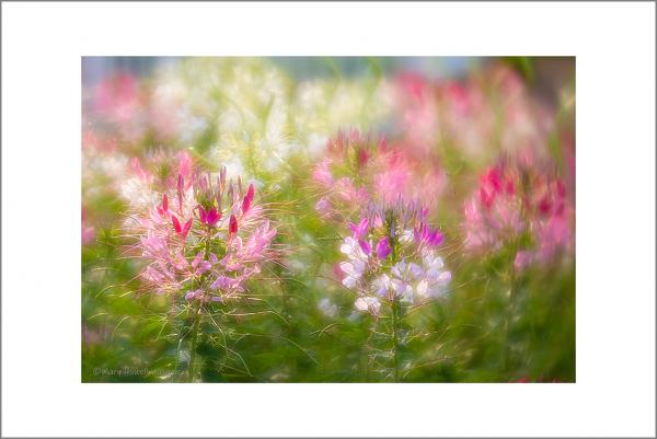 Cleome Dance Party  16x24 picture