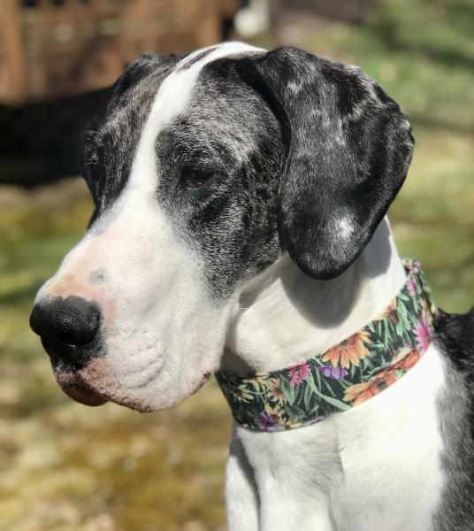 My Classy Hound