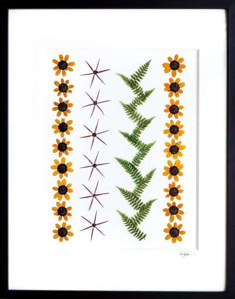 Pressed Little Suzie Sun Flowers, Allium and Ferns- Archivally Matted and Framed