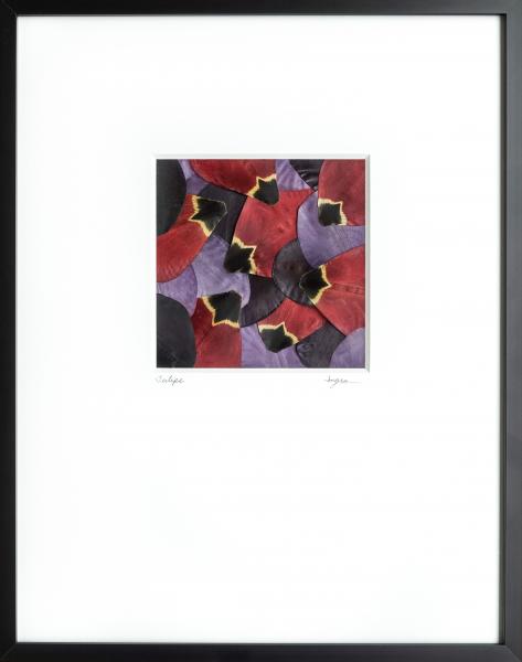 Pressed Red and Purple Tulips- Archivally Matted and Framed picture