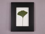 Pressed Ginko