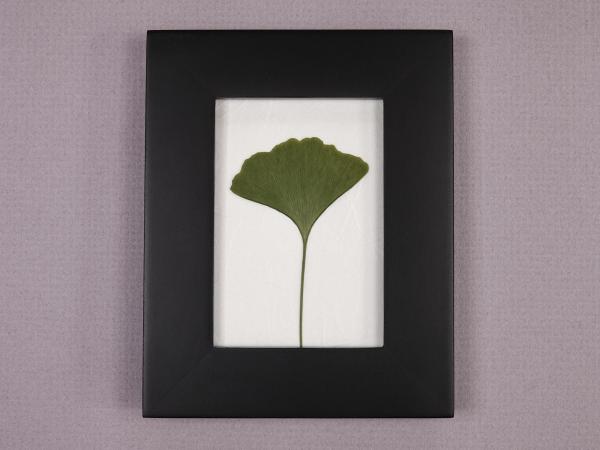 Pressed Ginko picture