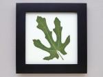 Pressed Fig Leaf