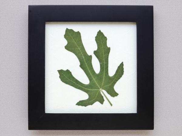 Pressed Fig Leaf picture