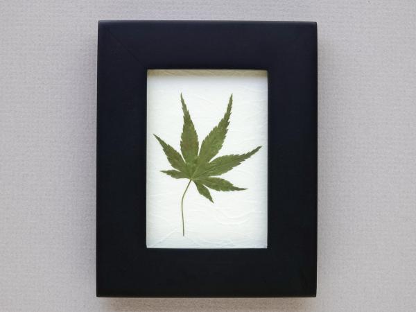 Japanese Maple Leaf picture