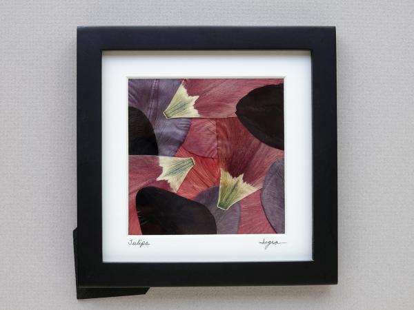 Pressed Tulip Petals picture