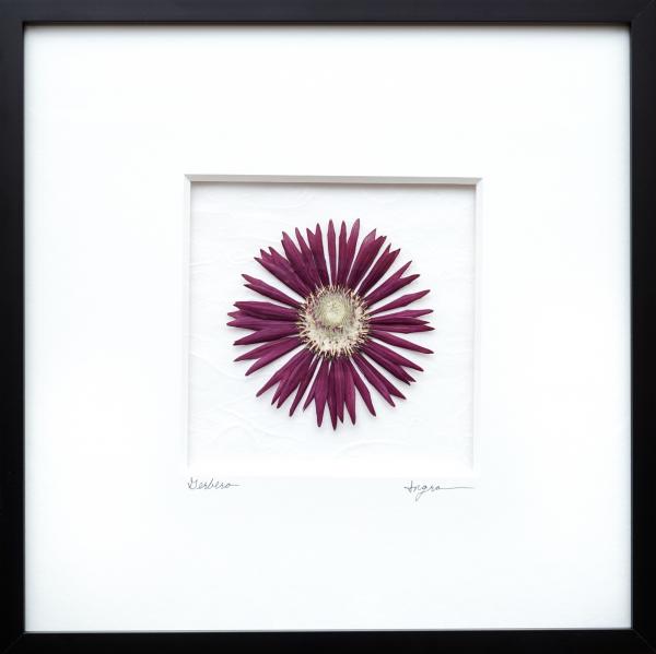 Pressed Gerbera Daisy Flower Picture - Archivally Matted and Framed Botanical, Size 10" X 10" X 1"