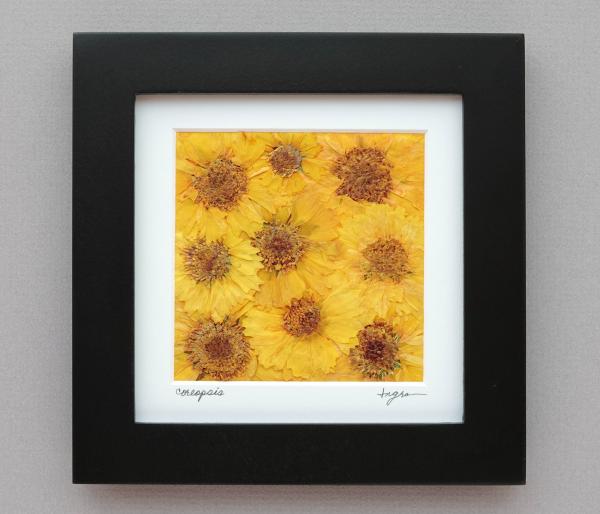 Pressed Coreopsis Flowers