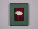 Snowdrop on Rose Petals - A