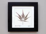 Pressed Japanese Maple Framed