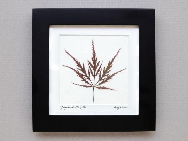 Pressed Japanese Maple Framed