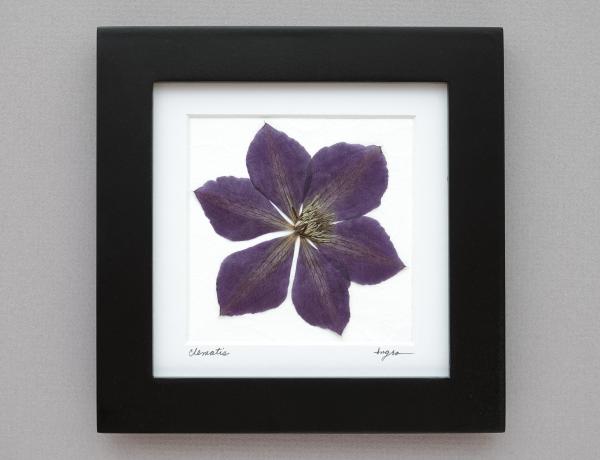 Pressed Clematis Framed Picture