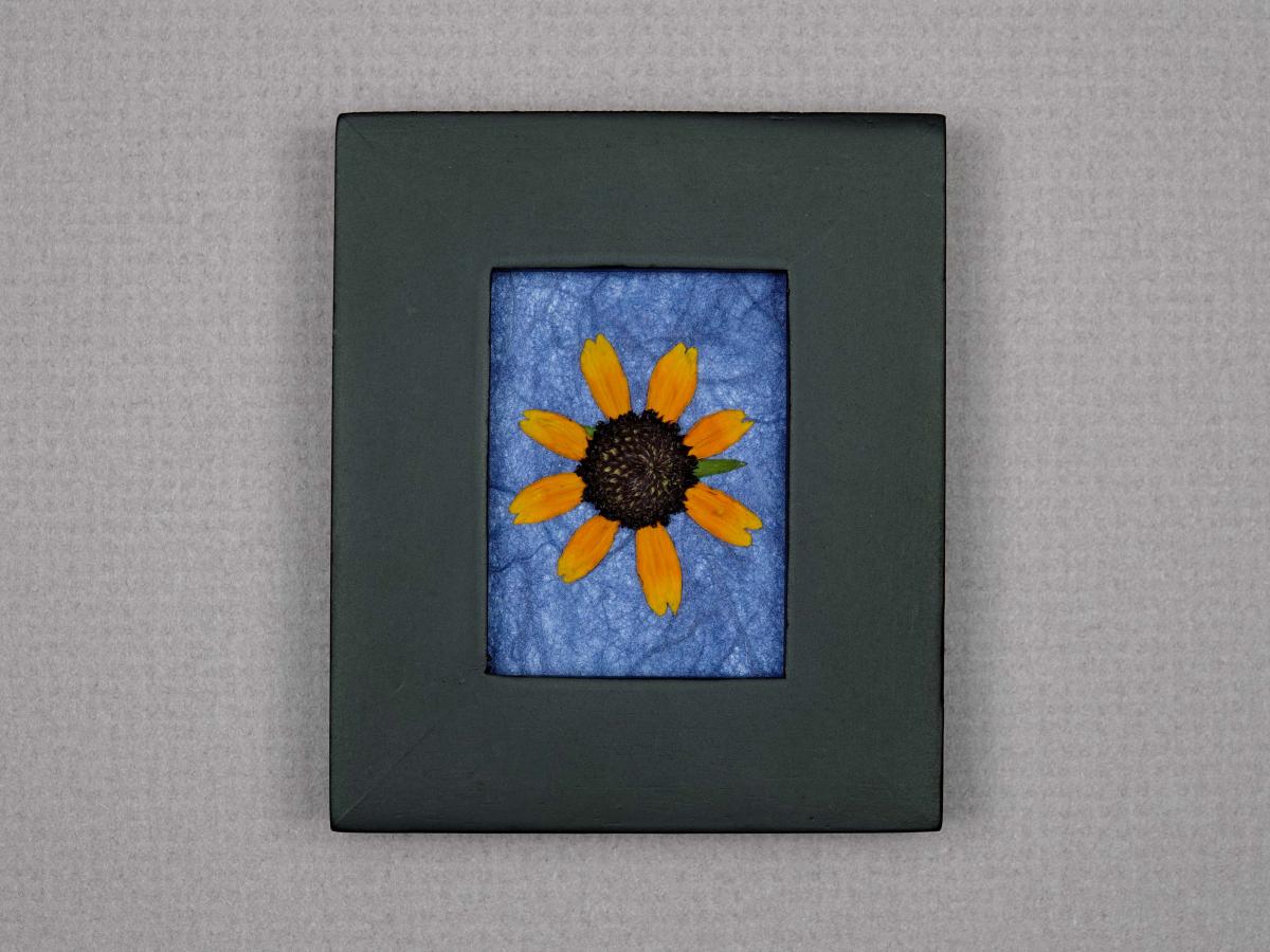 Pressed Flowers - "Little Suzie" Sunflowers picture