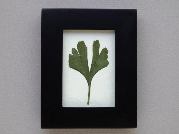 Pressed Ginko picture