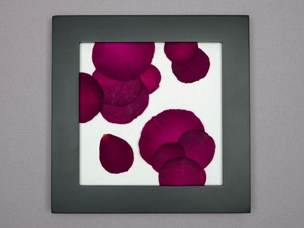 Pressed Rose Petal Abstract