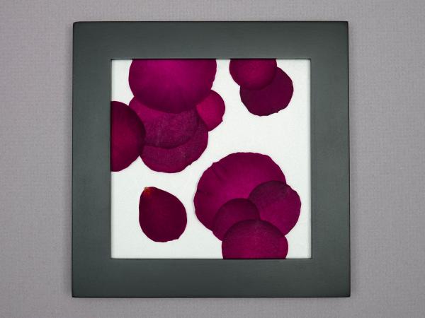 Pressed Rose Petal Abstract picture