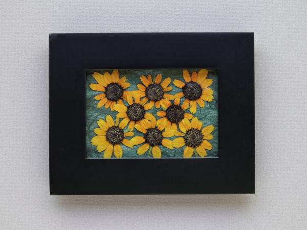 Pressed Flowers - "Little Suzie" Sunflowers picture