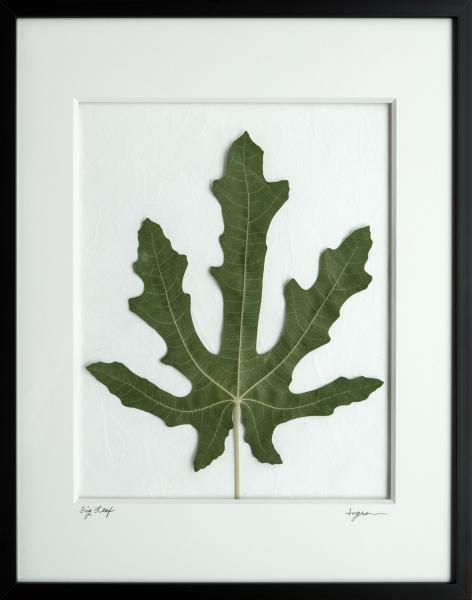 Pressed Fig Leaf - Archivally Matted and Framed