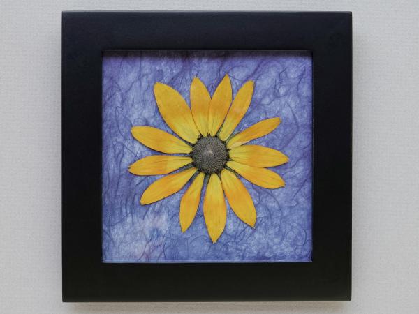 Pressed Yellow Rudbeckia picture