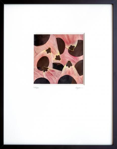 Pressed Tulip Petals - Archivally Matted and Framed