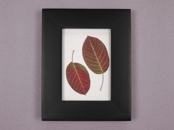 Serviceberry Leaves