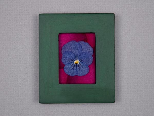 Blue pansy on Rose Petals