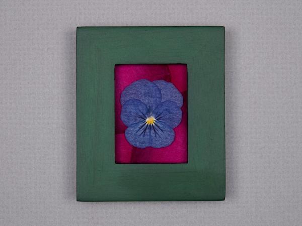 Blue pansy on Rose Petals picture